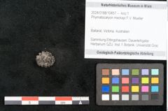 Foto (Objekt + Etikett) von Phymatocaryon mackayi F.V. Mueller (NHMW-GEO-2024-0188-10457)